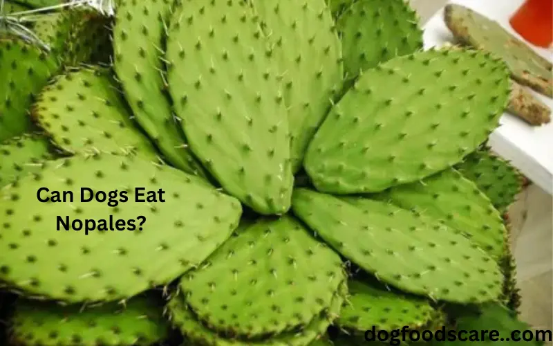 Can Dogs Eat Nopales?