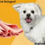 Can Dogs Eat Bologna?