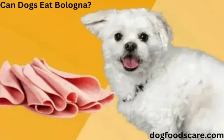 Can Dogs Eat Bologna?