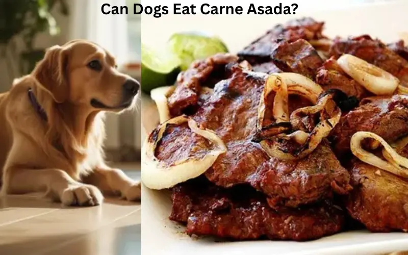 Can Dogs Eat Carne Asada?