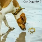 Can Dogs Eat Crab Shells?