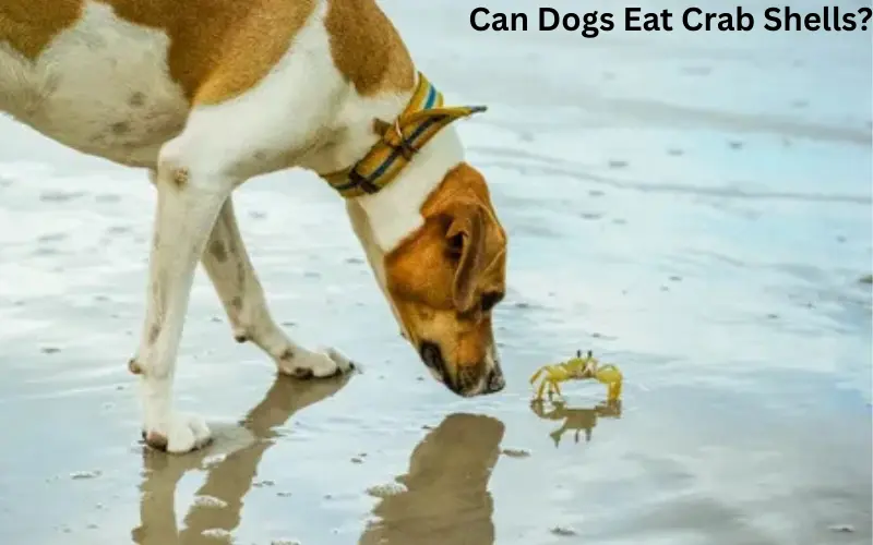 Can Dogs Eat Crab Shells?