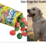 Can Dogs Eat Gushers?