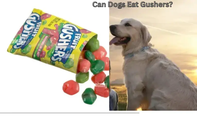 Can Dogs Eat Gushers?