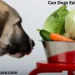 Can Dogs Eat Kohlrabi?