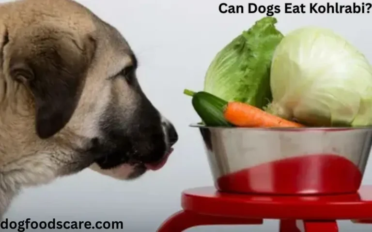 Can Dogs Eat Kohlrabi?