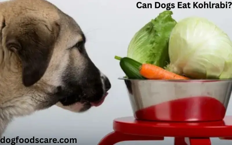 Can Dogs Eat Kohlrabi?