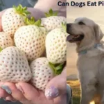 Can Dogs Eat Pineberries?
