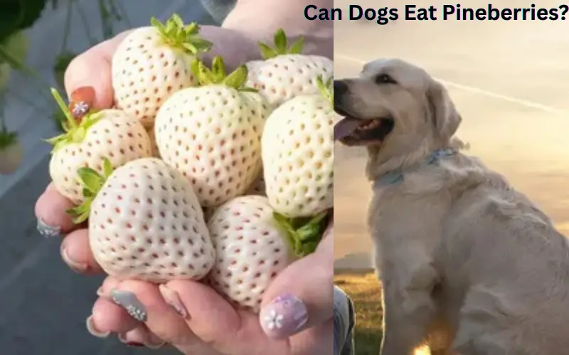 Can Dogs Eat Pineberries?