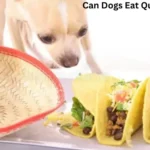 Can Dogs Eat Quesadillas?