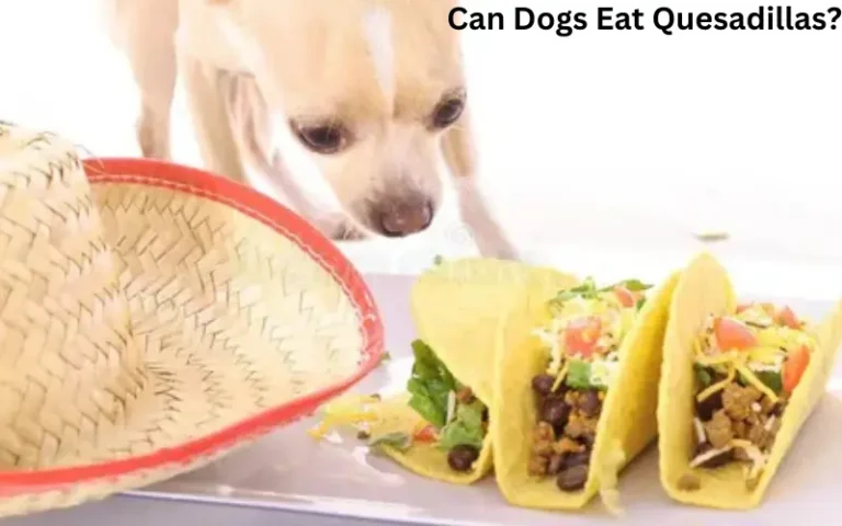 Can Dogs Eat Quesadillas?