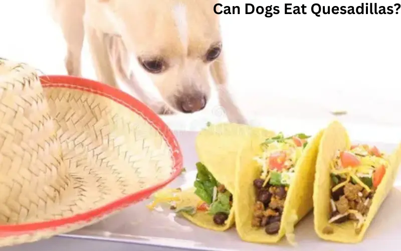 Can Dogs Eat Quesadillas?