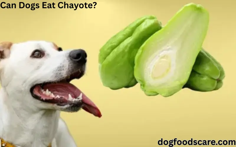 Can Dogs Eat Chayote?