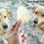 Can Dogs Eat Marzipan?