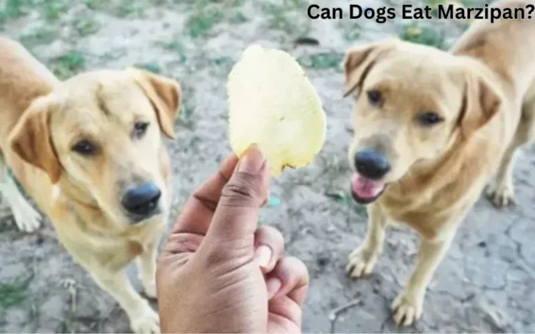 Can Dogs Eat Marzipan?