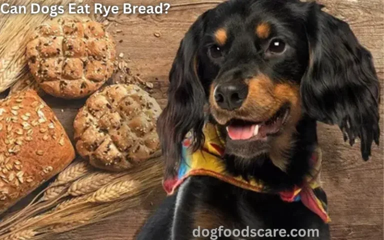 Can Dogs Eat Rye Bread?