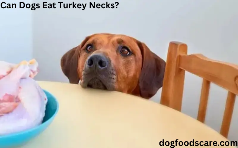 Can Dogs Eat Turkey Necks?